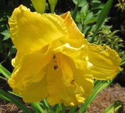 Betsy's Big Yellow Double
