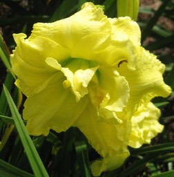 Cabbage Flower EE17Re4.5DbEvExF